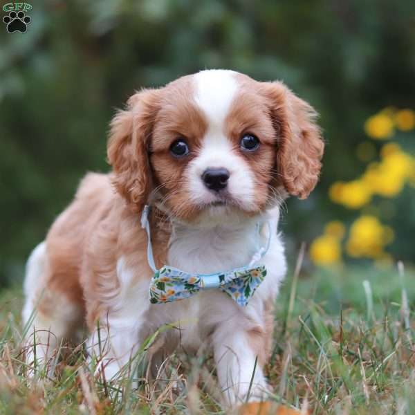 Thomas, Cavalier King Charles Spaniel Puppy